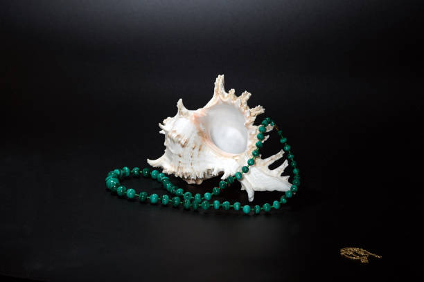 Still life with shell on dark Still life with shell, beards and chain malachite stock pictures, royalty-free photos & images