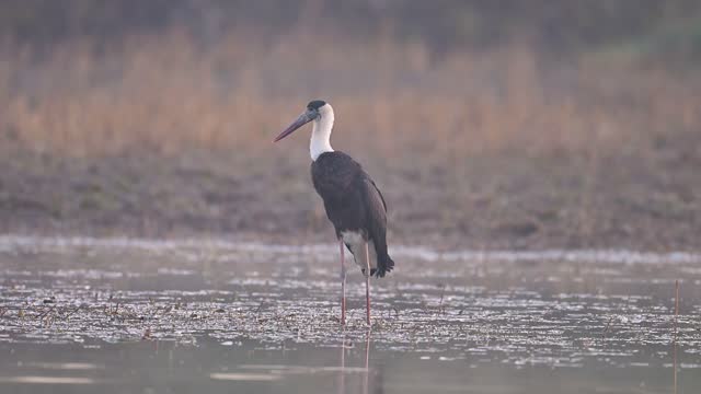 Woolly-necked stork  Ciconia episcopus)
