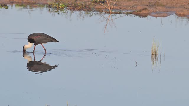 Woolly-necked stork  Ciconia episcopus)