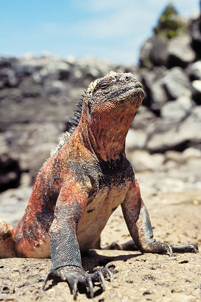 istock Marine iguana, Galapagos Islands, Ecuador 148333467