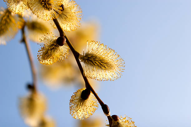 istock blooming  catkins of  willow against the sky 148333559