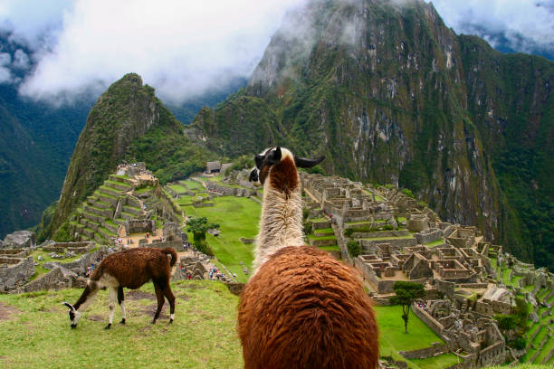 istock Llamas of Machu Picchu 1483336900