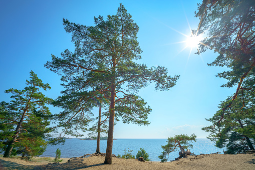 Beautiful pine trees on the sandy shore of the lake.
