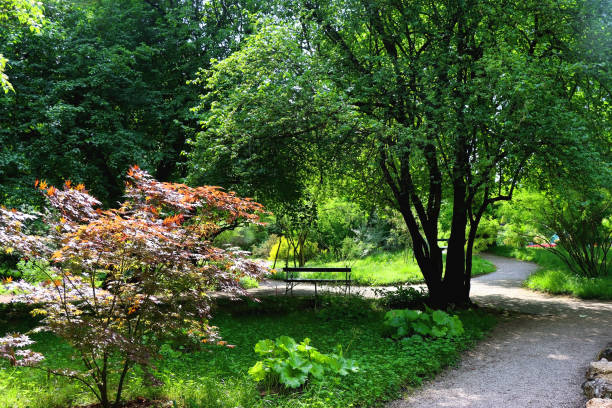 istock Lush Plants in the Park 1483340614