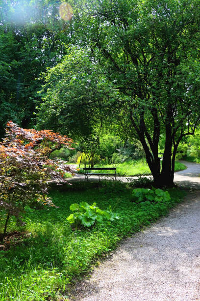 istock Lush Plants in the Park 1483340633