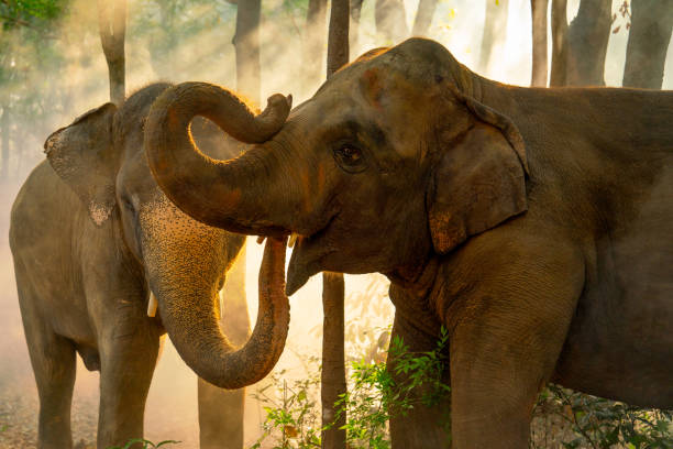 Close up two elephants stand together in forest with sunlight shine through the tree in concept of wildlife in jungle with happiness and freedom. Close up two elephants stand together in forest with sunlight shine through the tree in concept of wildlife in jungle with happiness and freedom. indian elephant stock pictures, royalty-free photos & images