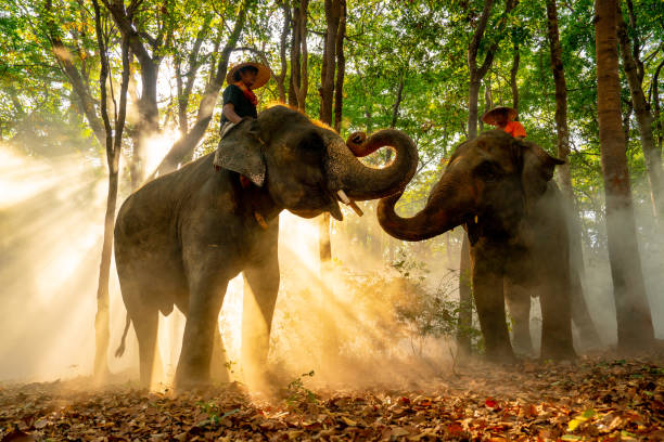 istock Two mahouts on elephants stay in forest with sunlight shine through the tree in concept of relationship between people and wildlife animal. 1483341101