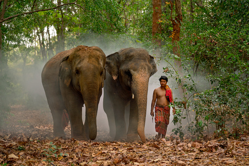 One mahout man walk with two elephant along the way in forest after work together in concept of relationship between human and wildlife animal.