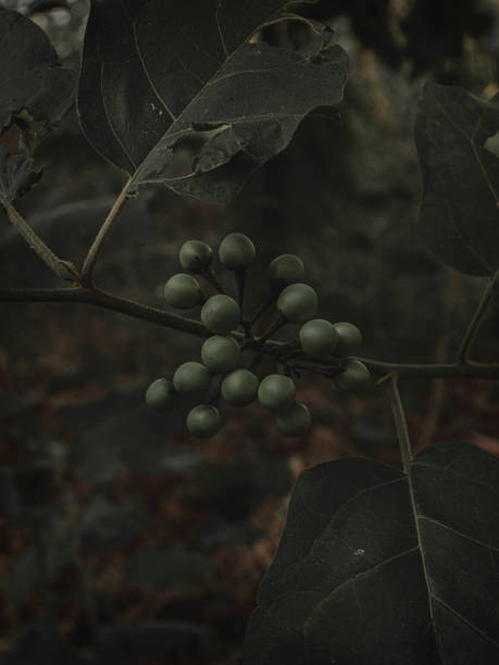 Moody Dark image of Wild Green Berries, Selective Focus, Abstract.