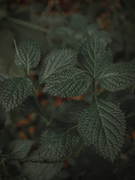 istock Top down shot of Leaves with pattern. 1483342223