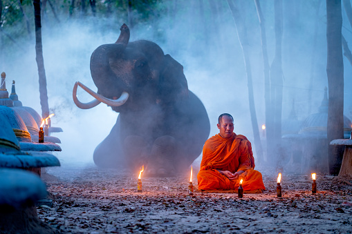 One monk sit and stay in meditate position in front of elephant lie down on background at night in concept of lifestyle relate between human and wildlife.