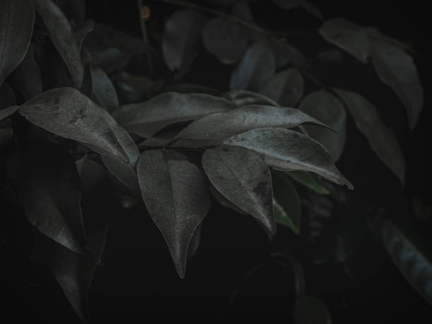 Closeup of leaves with moody green effect, Selective Focus, Abstract.