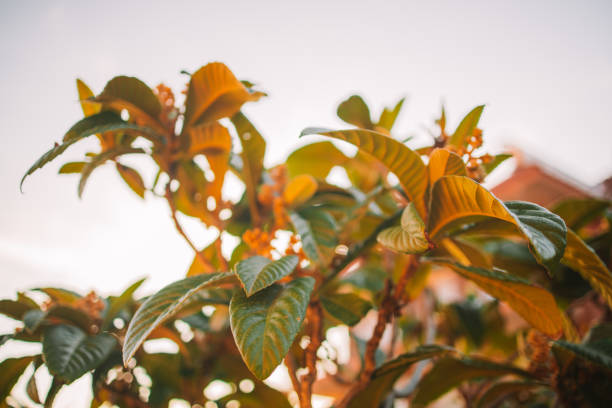 Star shape blur sun with golden shiny long rays and sun flare among tree branches with fresh leaves. High quality photo