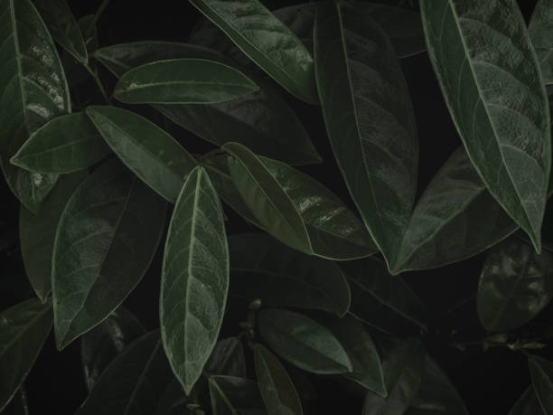 istock Moody green Bunch Of leaves. 1483345030