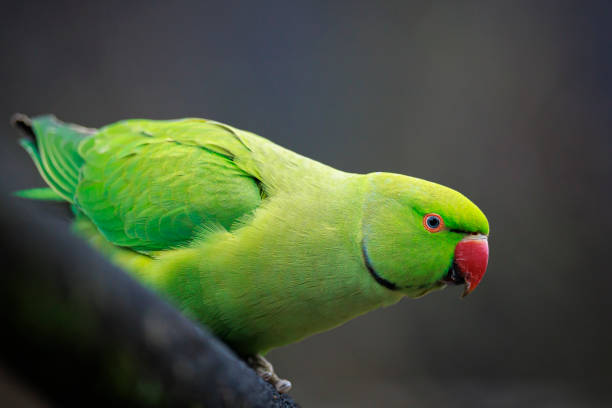 istock Rose-ringed parakeet, Psittacula krameri, bird closeup 1483345749