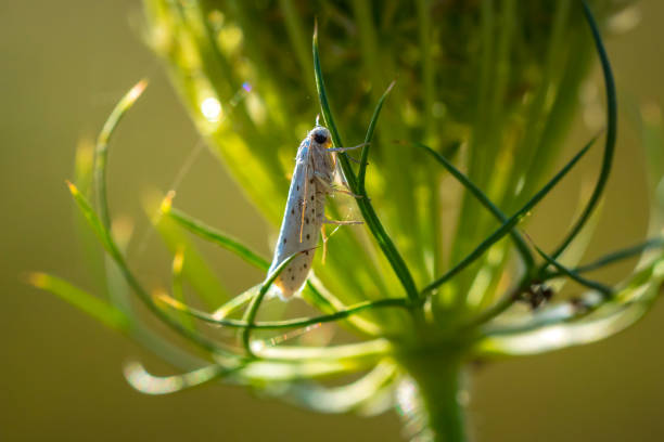 istock Yponomeuta moth perched in a green meadow 1483345765
