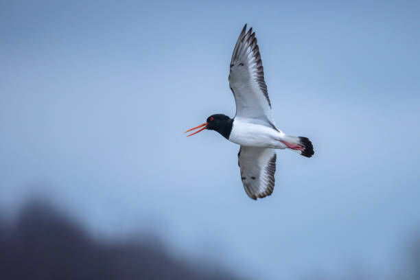 istock pied oystercatcher, Haematopus ostralegus;  in flight 1483345913