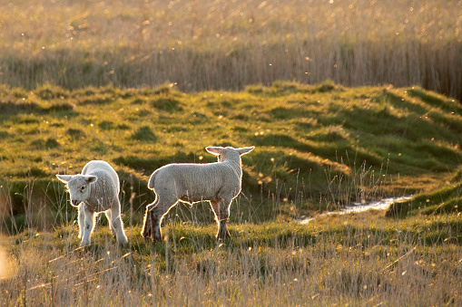Lambs playing in sunset at Wadden Sea in Denmark