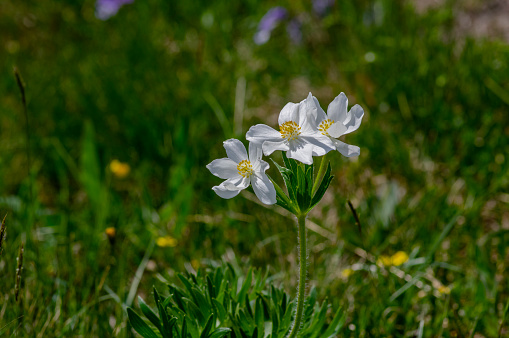 Anemonastrum narcissiflorum narcissus anemone flowering plant, white yellow petal wild alpine flowers in bloom on the meadow