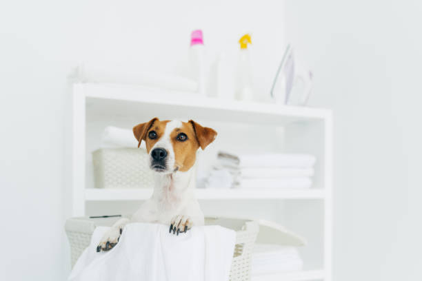 toma interior de perro pedigrí en cesta de lavandería con lino blanco en el baño, consola con toallas dobladas, plancha y detergentes de fondo - all laundry detergent audio fotografías e imágenes de stock