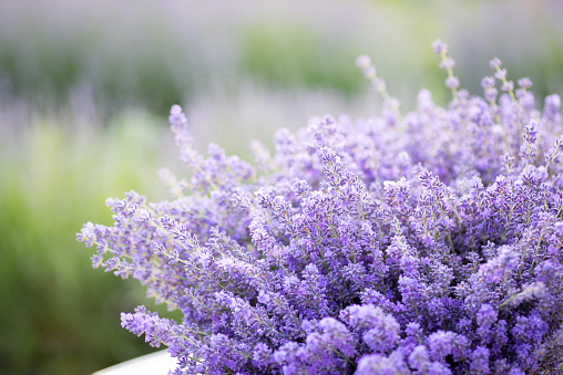 Fragrant lavender flowers with pleasant scent, beauty of nature at home