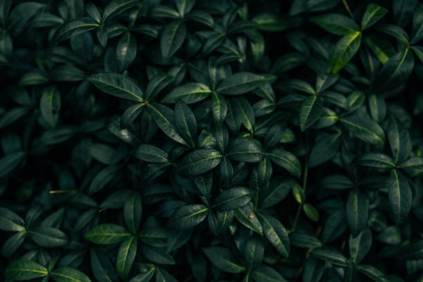 Closeup green leaves background, Overlay fresh leaf pattern, Natural foliage textured and background