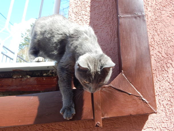 istock Cat looking down and ready to jump down from the terrace 1483351360