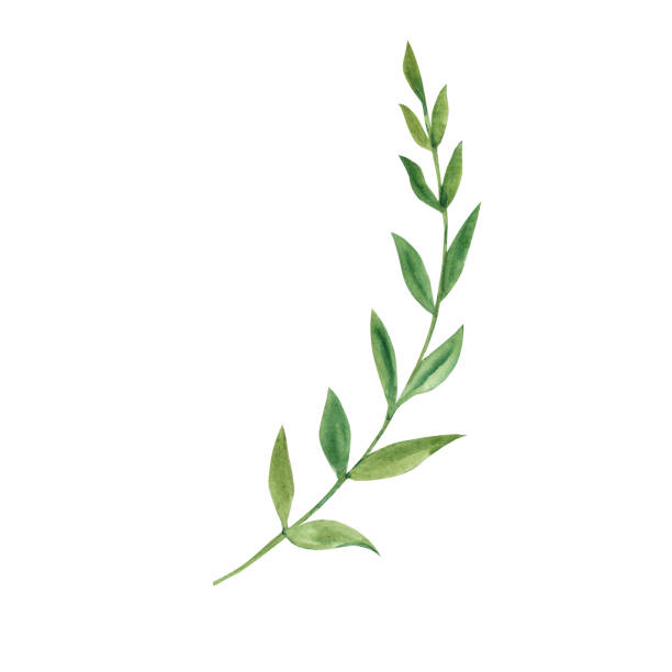 istock Watercolor green branch. Botanical illustration on a white background. Ideal for templates, greeting cards, graphics design. 1483351516