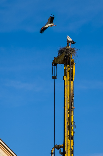 Storks have built a nest on a pile driver. Kuldiga, Latvia.