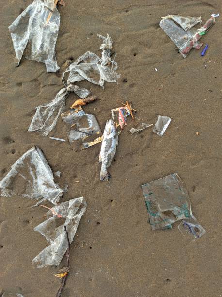 istock Plastic Pollution on the Beach: A Call for Action 1483355088