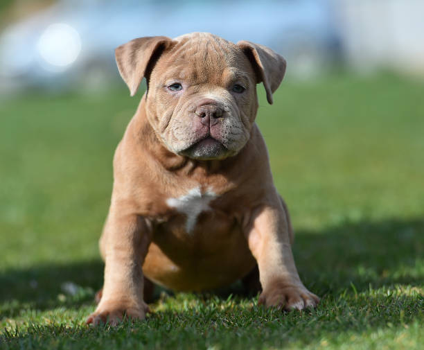 An american bully puppy dog An american bully puppy dog american bully dog stock pictures, royalty-free photos & images