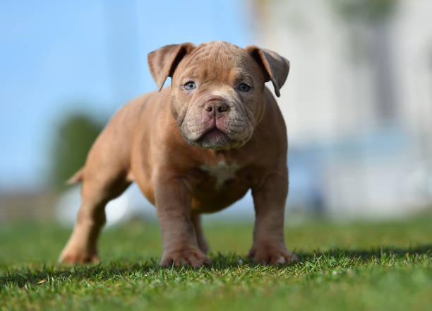 an american bully dog ​​puppy an american bully dog ​​puppy american bully dog stock pictures, royalty-free photos & images