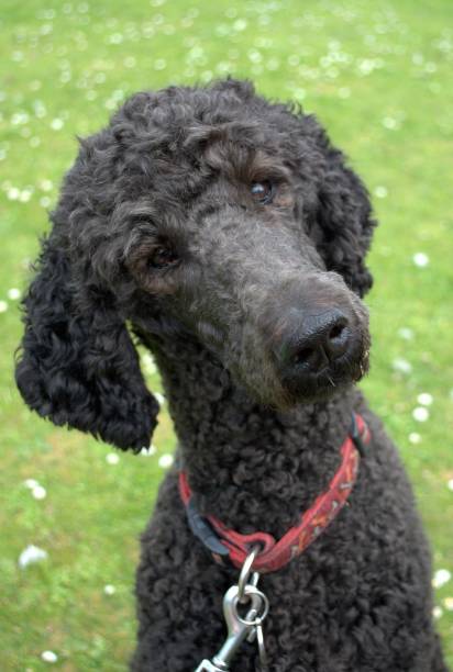 istock Poodle turning head and listening 1483355441