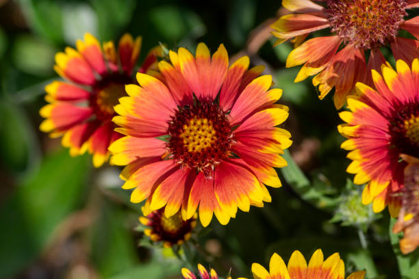 gaillardia aristata fiore giallo rosso in fiore, pianta da fiore comune coperta, gruppo di fiori di petalo - gaillardia pulchella foto e immagini stock