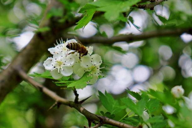 Flower branch of wild plant used in alternative medicine.