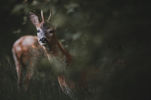 Closeup of a roe deer in the forest. The buck is looking around a bush towards the camera. Dark and muted colors in green and brown tones. Foreground and background are blurry.