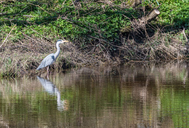 istock Heron hunting fish with reflection in the Teviot River, Scottish Borders 1483359768