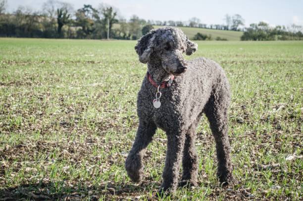 caniche standard dans un grand champ - standard poodle photos et images de collection