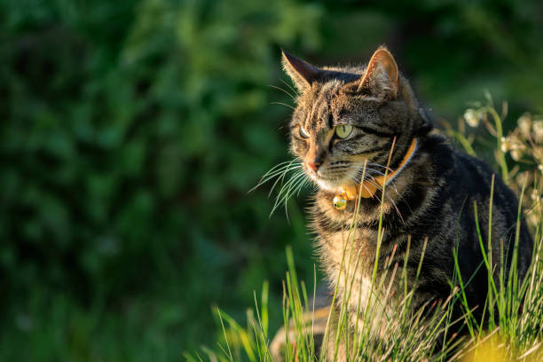 Süße junge Tabby-Katze, die in einem Garten spielt – Foto