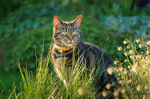 Cute young tabby cat playing in a garden
