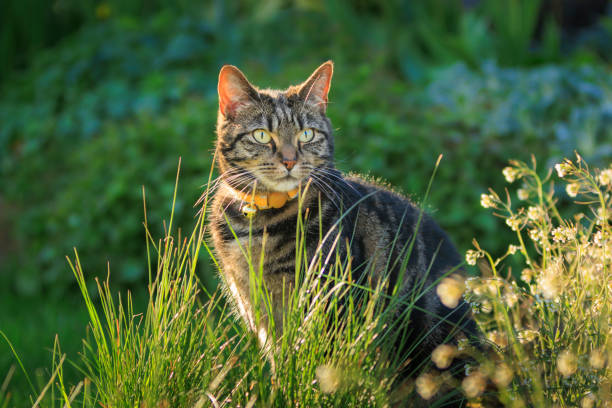słodki młody pręgowany kot bawiący się w ogrodzie - images of cats zdjęcia i obrazy z banku zdjęć