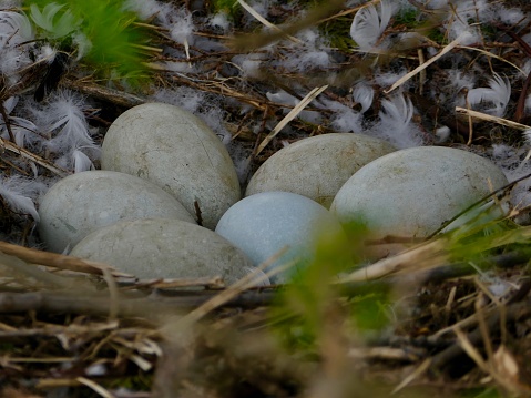 Close-up of Mute Swan 6 Eggs in Nest during springtime hidden under cedar tree in a public park area

Location
Victoria Lake, Stratford ON CA