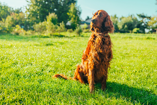 Irish Setter dog against foliage sunset light bokeh background. Adorable head shot portrait with copy space to add text. High quality photo