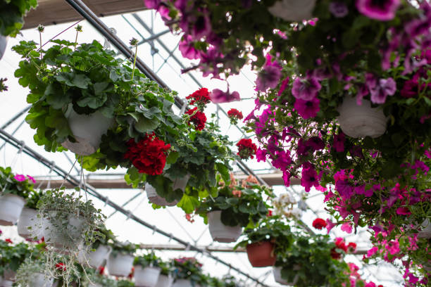 istock Blooming Flowers in a Greenhouse 1483361818