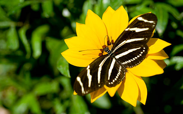 istock Zebra Longwing Butterfly Landed on Garden Flower Working Away 148336227