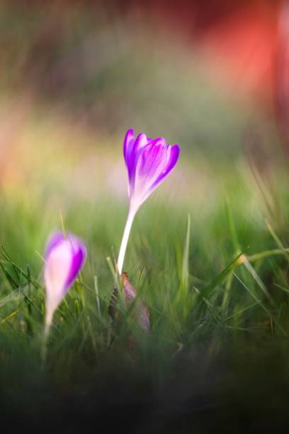 detailní portrét malého fialového krokusového květu stojícího mezi zeleným šmouhou trávy v zahradě venku za slunečného dne. květina kvete na jaře. - ocún-jesenní - stock snímky, obrázky a fotky