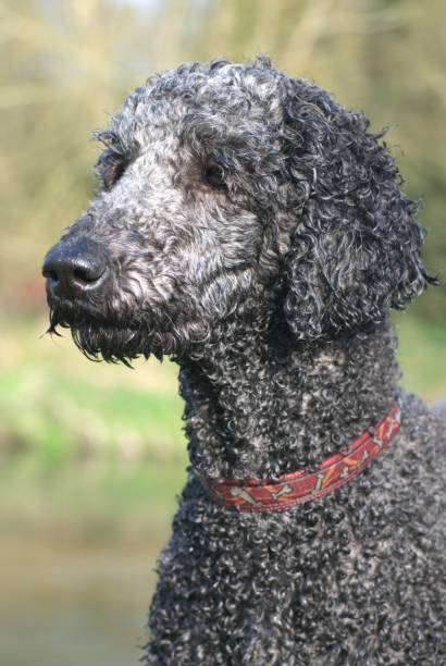 istock Perfect Poodle Portrait 1483362835