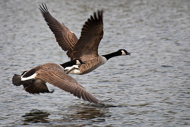 istock Canada Geese Taking Flight Off of the Water 148336296