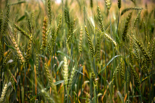 Beautiful green and golden yellow wheat field in sunlight. Agricultural background. Shallow focus. Macro. Close up.