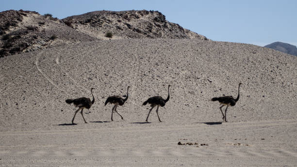 quatre autruches traversant le désert en namibie - ostrich solitude loneliness walking photos et images de collection